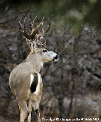 Blacktail buck in habitat.