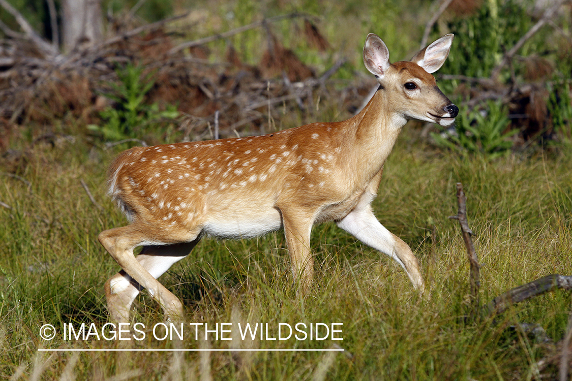 White-tailed fawn in habitat. 