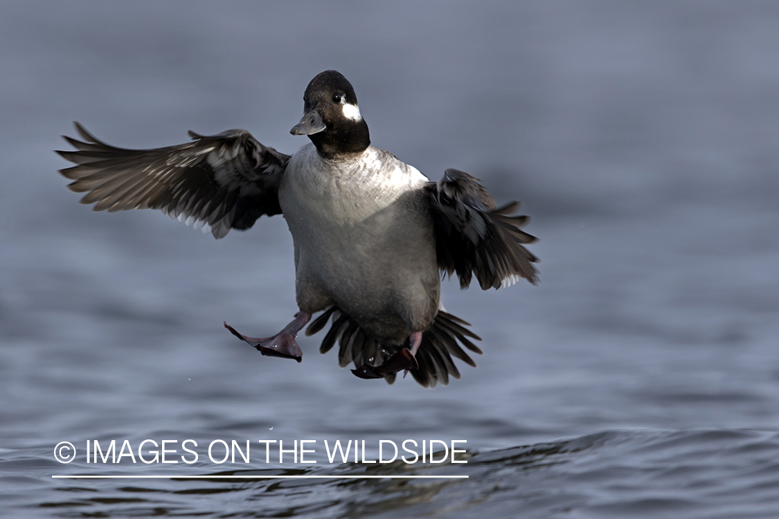 Bufflehead landing on water.