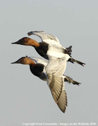 Canvasback in flight