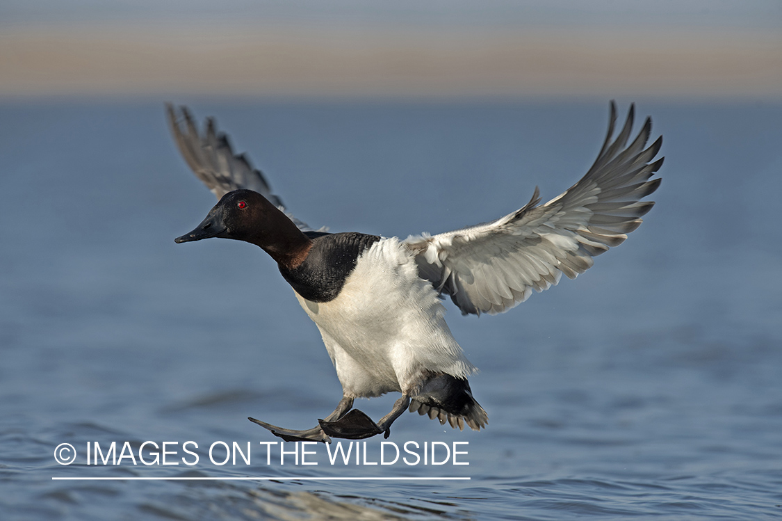 Canvasback in flight.