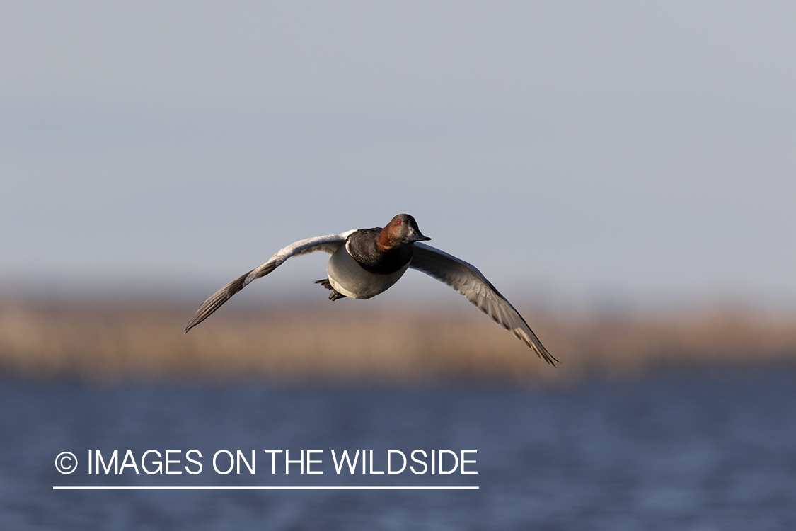 Canvasback drake in flight.