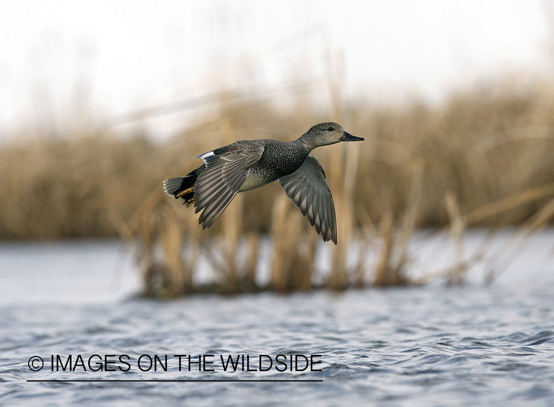 Gadwall duck in flight.