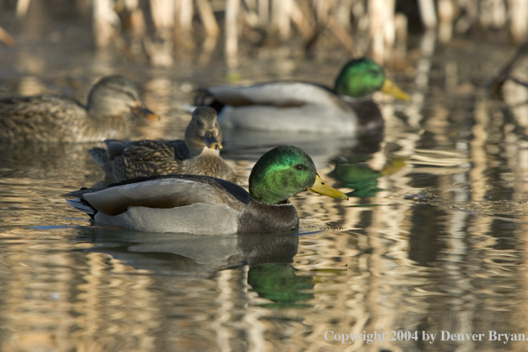 Mallards on pond.