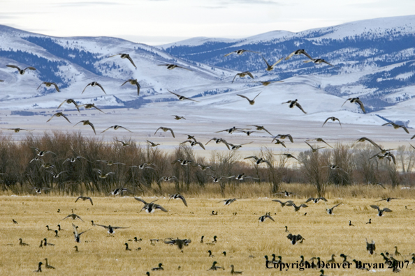 Mallard ducks in flight