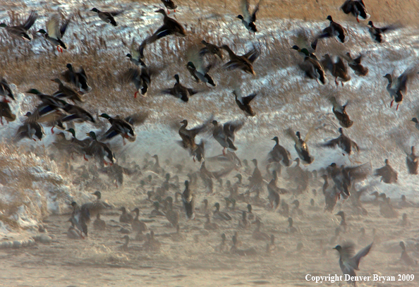 Mallard Ducks/Flock