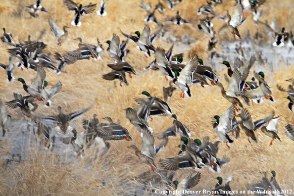 Large flock of mallards in flight. 