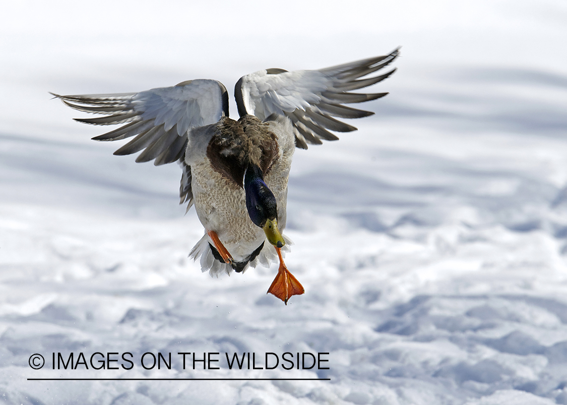 Mallard duck in flight.