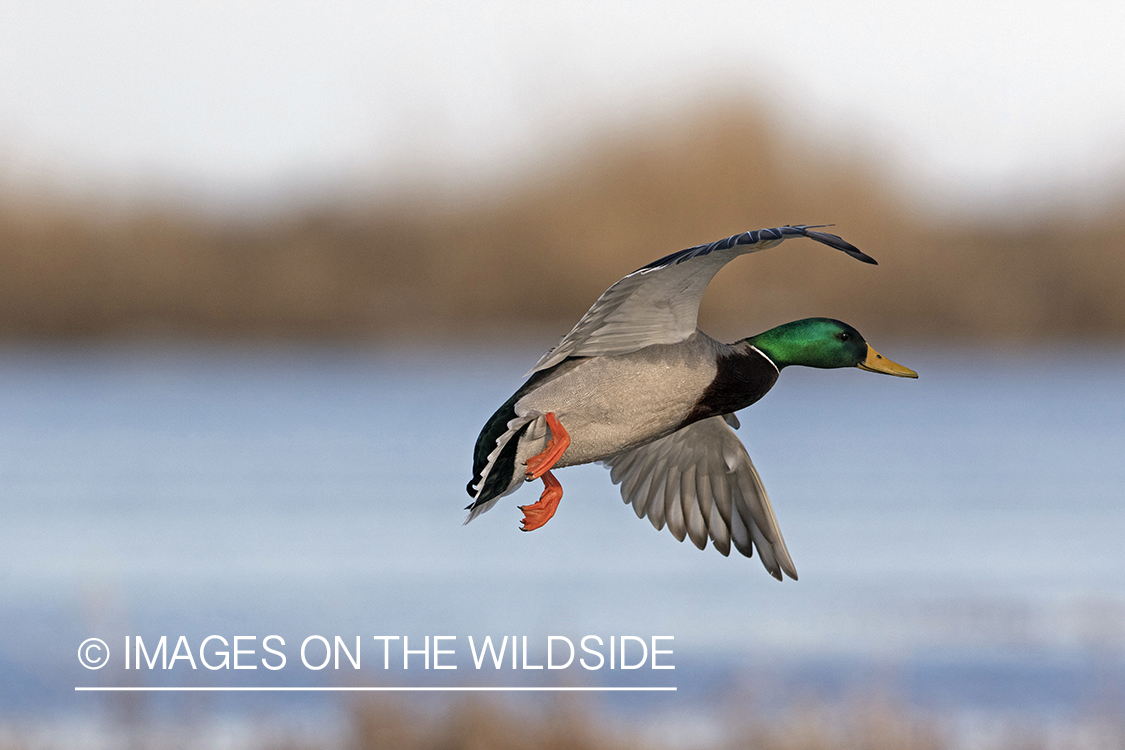 Mallard drake in flight.