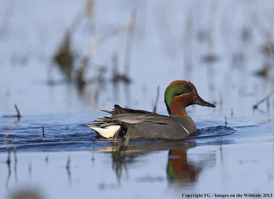 Green-winged teal in habitat.