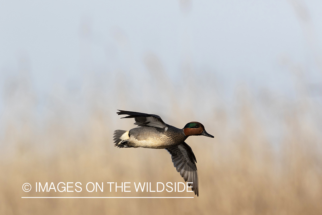 Green-winged Teal in flight.