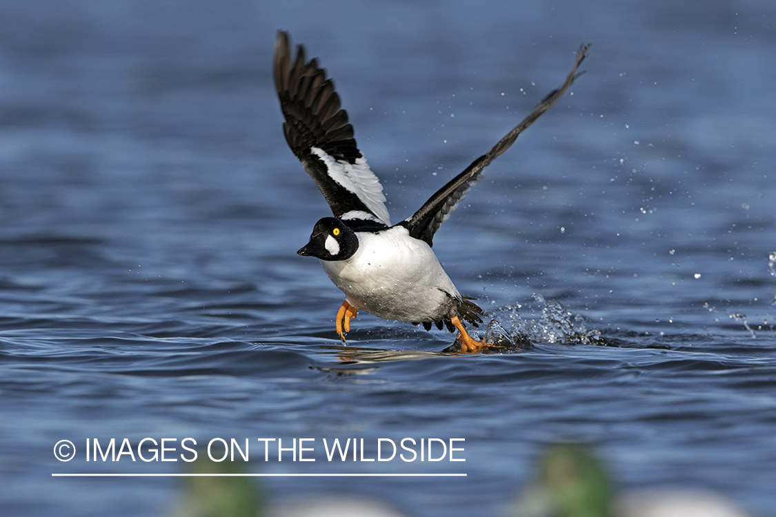 Common Goldeneye in flight over water.