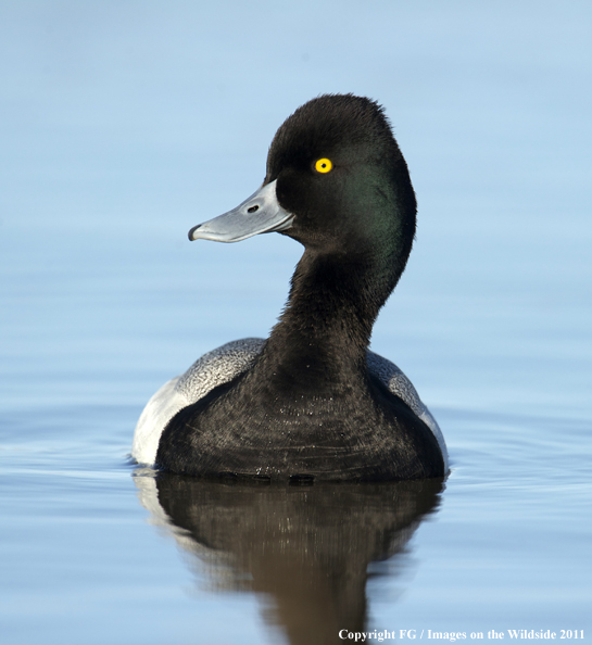 Lesser Scaup on water. 