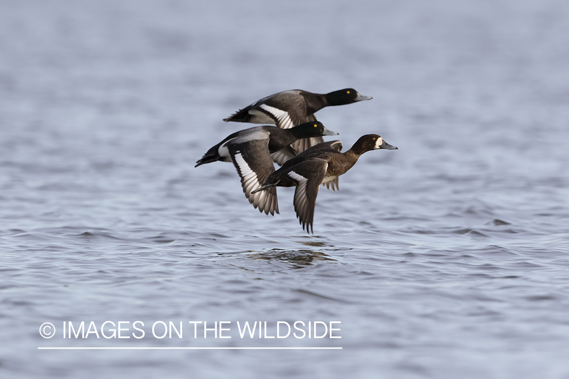 Greater Scaup in flight.