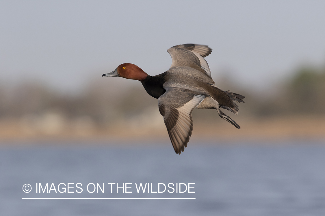 Redhead duck in flight.