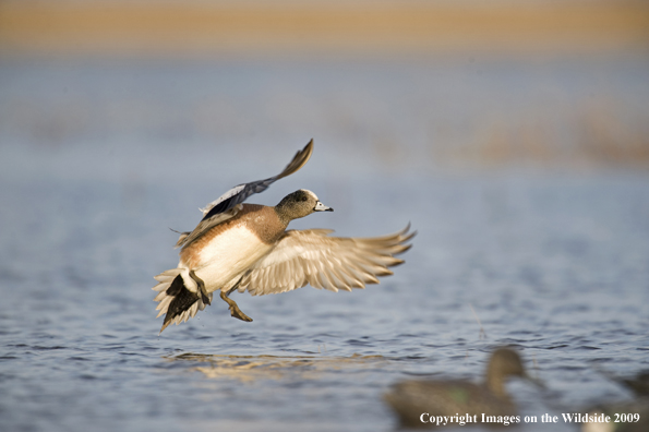 Wigeon duck in flight