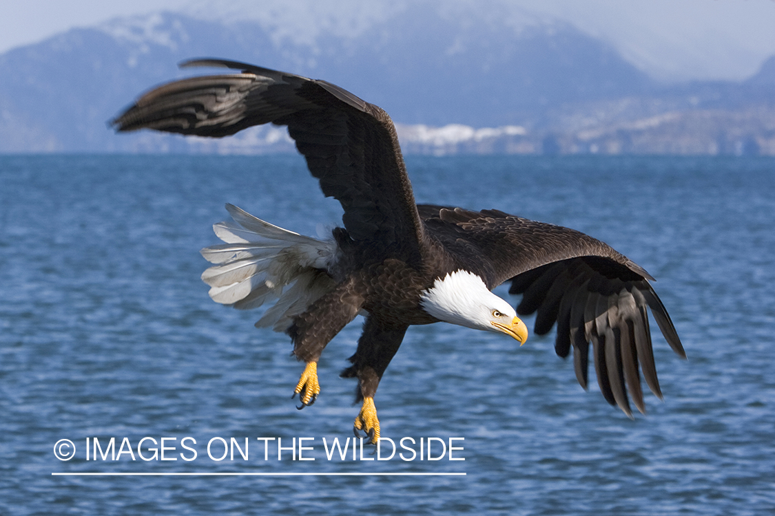 Bald Eagle in flight.