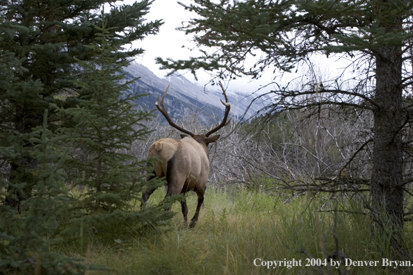 Rocky Mountain bull elk in habitat.