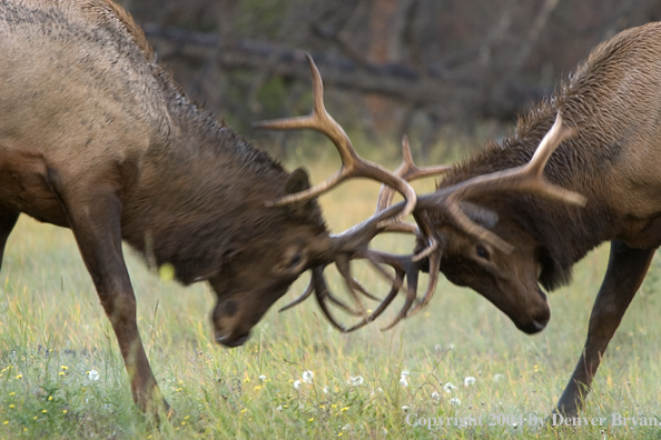 Rocky Mountain bull elk fighting.