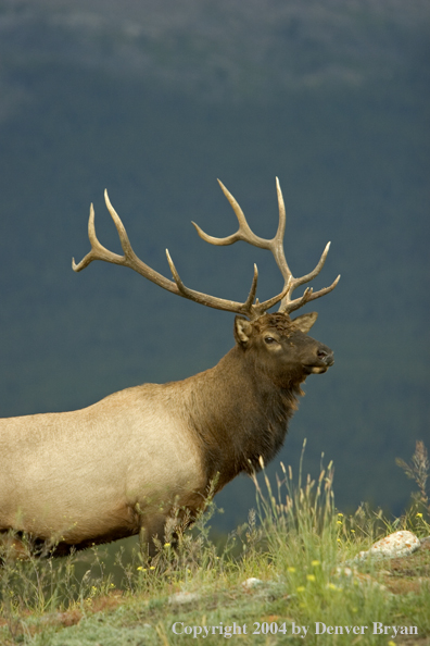 Rocky Mountain bull elk in habitat.