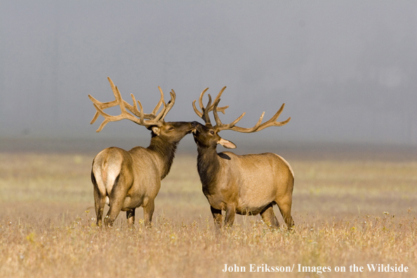 Bull elk in velvet.