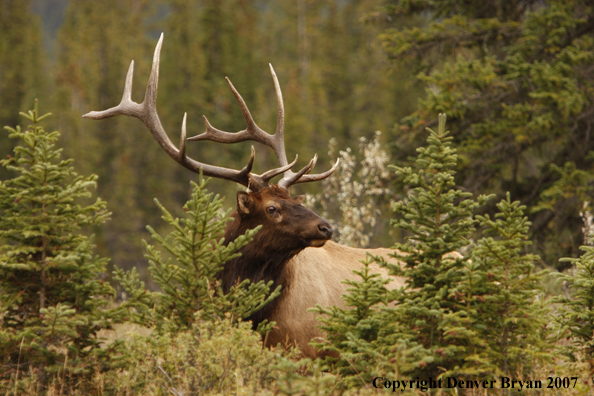 Rocky Mountain Elk in trees