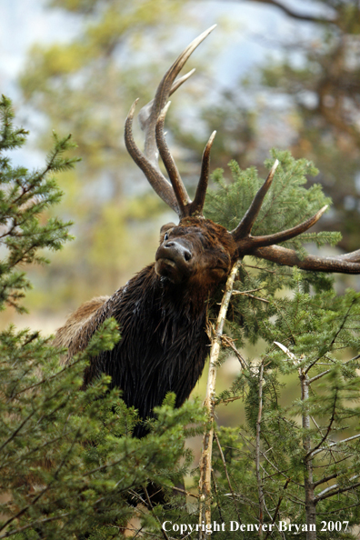 Rocky Mountain Elk rubbing