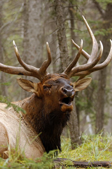 Rocky Mountain Elk 