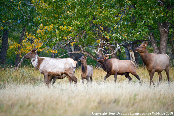 Bull Elk with partial albino Cow