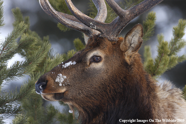 Rocky Mountain Bull Elk