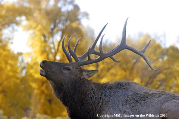 Rocky Mountain Bull Elk