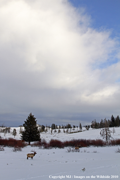 Rocky Mountain Bull Elk in habitat. 