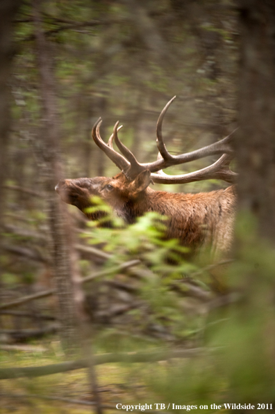 Bull elk in forest. 