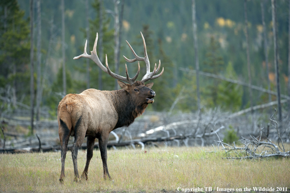 Rocky Mountain bull elk bugling. 