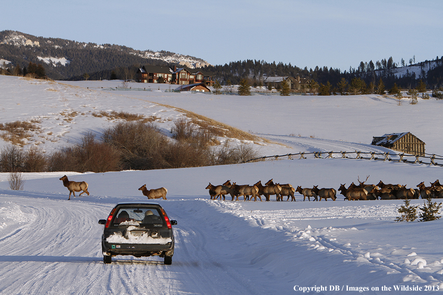 Elk crossing road near urban area during winter.