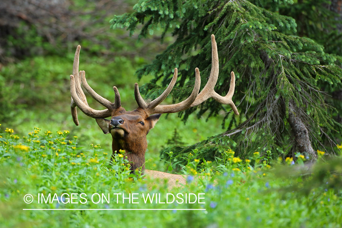 Rocky Mountain Elk in velvet.
