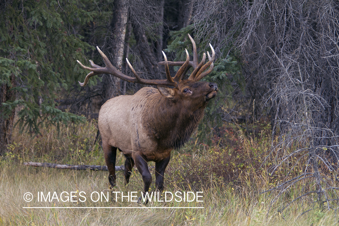 Rocky Mountain Bull Elk during the rut.