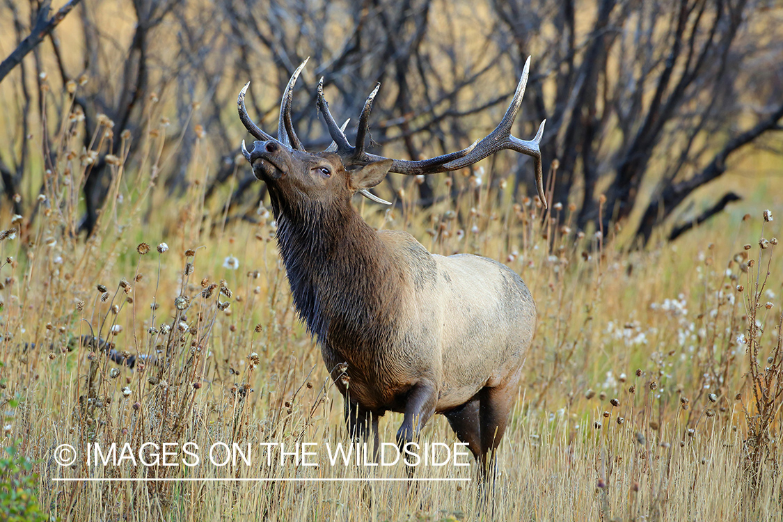 Rocky Mountain Bull Elk in habitat.