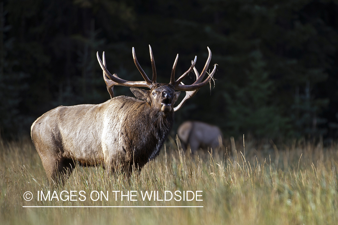 Bull elk bugling.