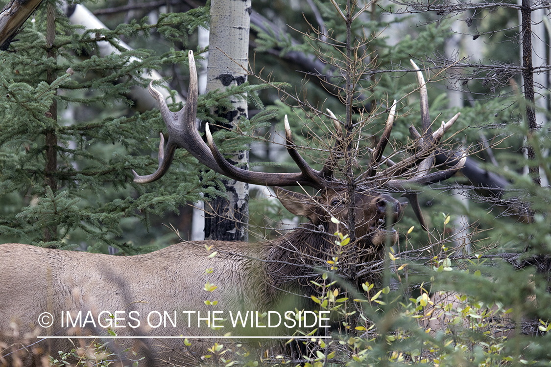 Bull elk bugling.