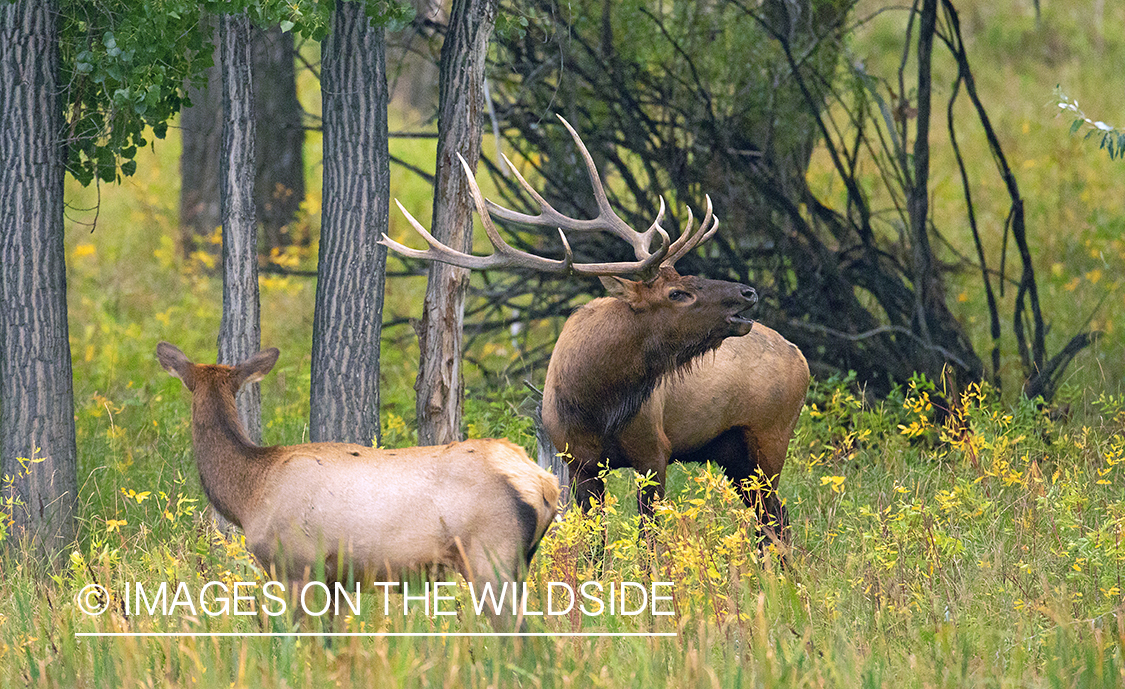 Bull elk with cow in field.