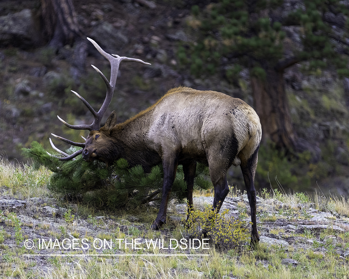 Bull elk raking.