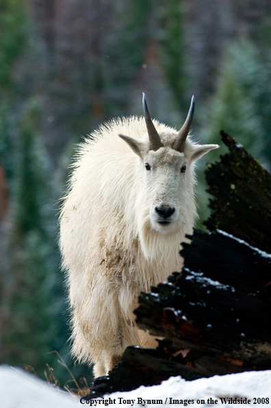 Billy Mountain Goat