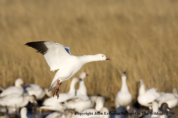 Snow geese in habitat.