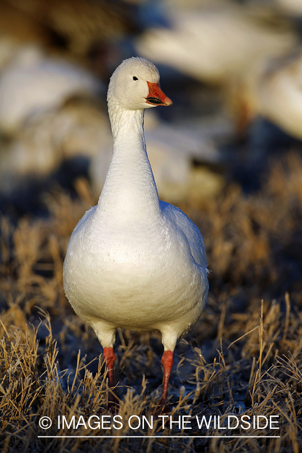 Snow goose in habitat.