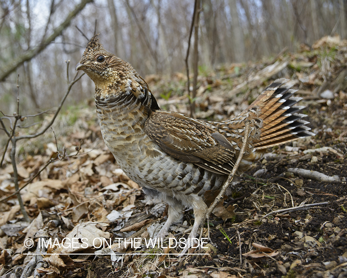 Ruffed Grouse.