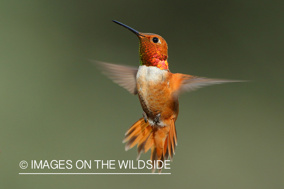 Rufous Hummingbird.