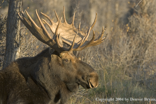 Shiras bull moose bedded down.