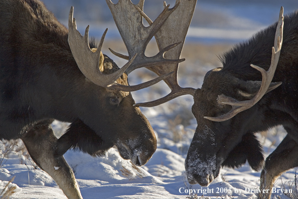 Shiras bull moose battling in habitat.