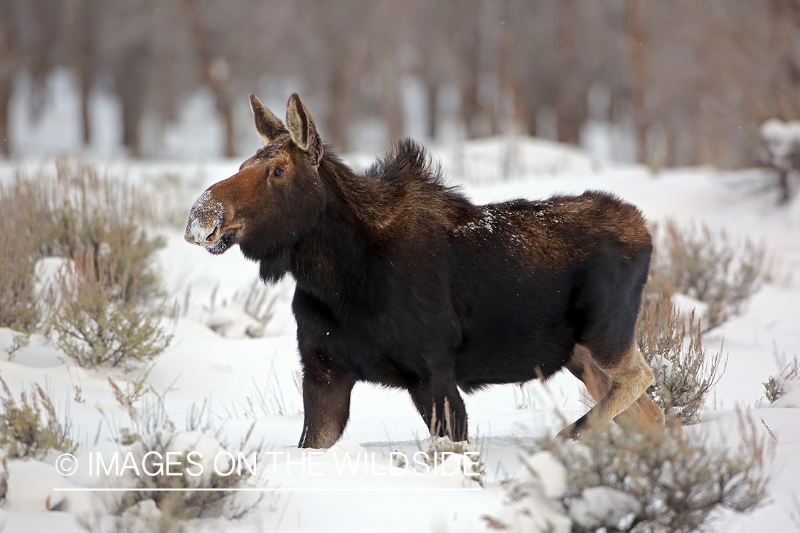 Shiras moose in winter.